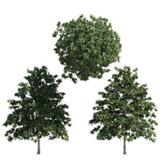 Obraz premium pedunculate oak tree isolated on transparant background. 3d illustration