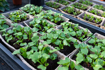 seedlings in a greenhouse