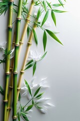 Bamboo stalks with green leaves and white flowers on a bright white backdrop