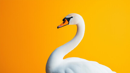 Obraz premium white swan with white feathers isolated on yellow background