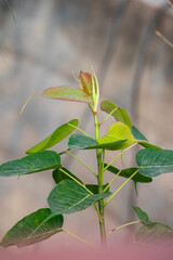 Close up of Sacred Fig Tree's leaves, Pipal Tree, Bohhi Tree, Bo Tree, Peepul. (Ficus religiosa L.)