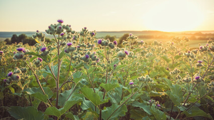Burdock plants bloom in a vibrant field at sunset in a peaceful landscape