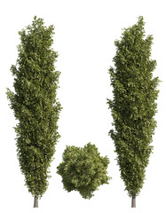 poplar tree isolated on transparant background