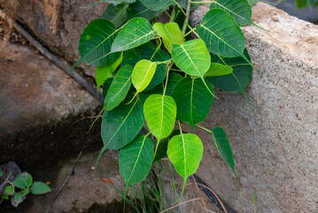 Close up of Sacred Fig Tree's leaves, Pipal Tree, Bohhi Tree, Bo Tree, Peepul. (Ficus religiosa L.)