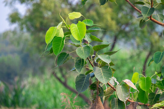 Close up of Sacred Fig Tree's leaves, Pipal Tree, Bohhi Tree, Bo Tree, Peepul. (Ficus religiosa L.)