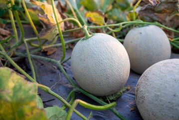 green melons or cantaloupe melons plants growing in greenhouse, Melon or cantaloupe is sweet fruit