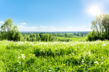 Summer Meadow Landscape, Blooming Flowers Under Sunny Skies, Overlooking Lush Green Hills and Distant Trees