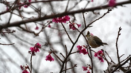 Bird eating nectar