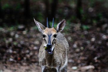 close up of a deer