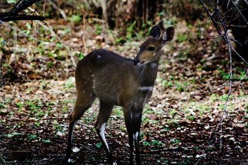 deer in the woods
