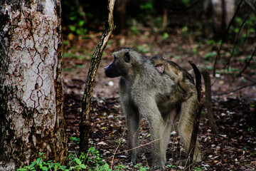 baboon sitting on the ground