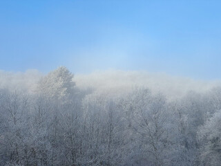 Frost-Covered Winter Forest Under a Clear Blue Sky