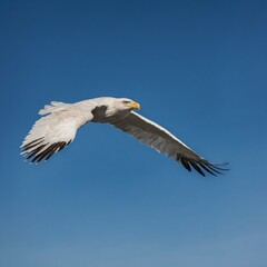 Fototapeta premium bird in flight