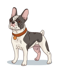 French Bulldog standing alert with a collar detailed cartoon style on white background pet animal design