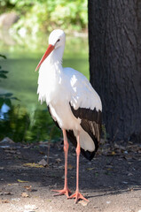  White stork portrait outdoors in nature