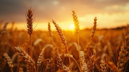 A field of wheat at sunset.