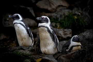 Fototapeta premium Humboldt penguins standing on rocky terrain, with their distinctive black and white plumage