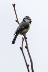 Fototapeta premium Blue tit perched on a bare branch against a clear sky, showcasing its vibrant plumage