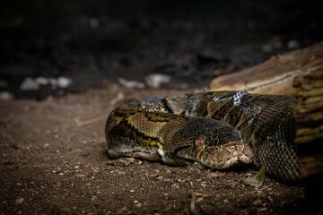 Close-up of a python resting on the forest floor, highlighting its intricate scales