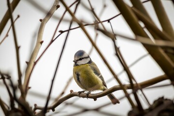 Fototapeta premium Close-up of a blue tit perched on a branch surrounded by bare twigs against a soft sky background