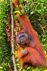 Orangutan, Pongo pygmaeus, Tanjung Puting National Park, Kalimantan, Borneo, Indonesia
