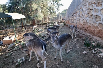Deer grazing forest. High quality photo