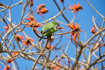 parrot eating flowers in Torremolinos, Malaga. Spain.