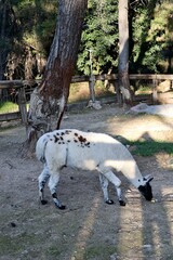 Llama resting outdoors. High quality photo