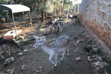 Deer grazing forest. High quality photo