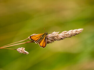 Small Skipper Skipper on Grass