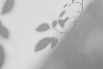 PNG Shadow from plant wall minimalist white.