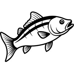 bass fish isolated on white background
