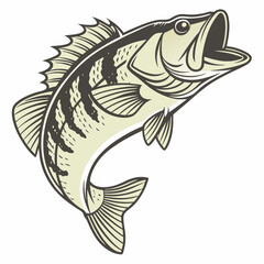 bass fish isolated on white background