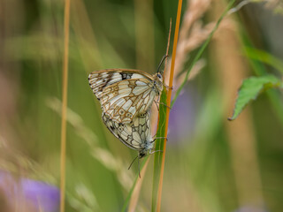 Marbled White Butterfly Mating on a Grass Stem