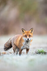 Fototapeta premium Mammals - European Red Fox (Vulpes vulpes)