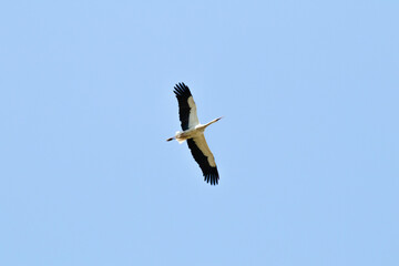 A stork migrating to warm countries. Bird, animal idea concept. Ornithology. Stork (Ciconia ciconia) flying on blue sky background. 