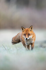 Mammals - European Red Fox (Vulpes vulpes)