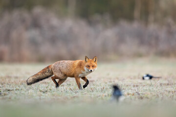 Mammals - European Red Fox (Vulpes vulpes)
