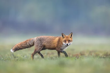 Mammals - European Red Fox (Vulpes vulpes) © szczepank