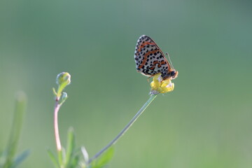 una farfalla melitaea al tramonto