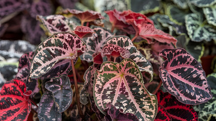 Obraz premium Begonia rex with its colorful, patterned leaves.
