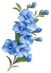 Fototapeta premium PNG Flowers petals leaves plant.