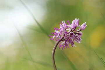 fiore di orchidea selvatica in primavera © Simona
