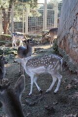 Deer grazing forest. High quality photo