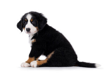 Adorable Bernese Mountain dog puppy, sitting up side ways. Looking beside and away from camera. Isolated on a white background.