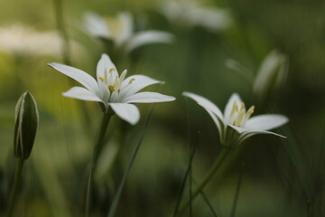 fiore stella di betlemme in primavera