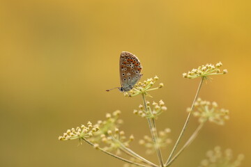 una farfalla licenide al tramonto