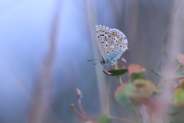 una farfalla licenide al tramonto