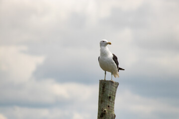 Marine Bird Seagull perched on a log