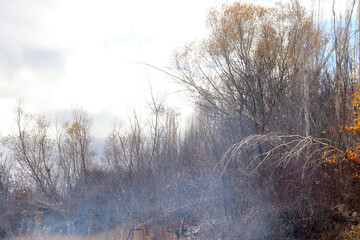 in nature in autumn, bush area